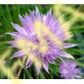 Allium