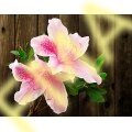 Azalea