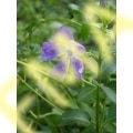 Small Leaf Periwinkle