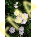 Bindweed
