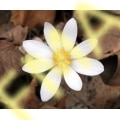 Bloodroot