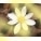 Bloodroot