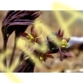 Blue Cohosh