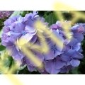 Blue Hydrangea