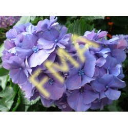 Blue Hydrangea