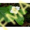 Bunchberry