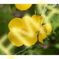 Celandine