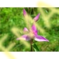 Cephalanthera