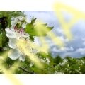 Cherry Blossom