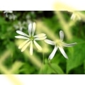Chickweed