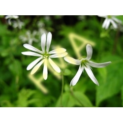 Chickweed
