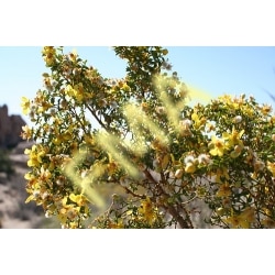Creosote Bush