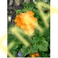 Crossandra