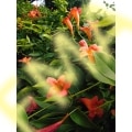 Crossvine