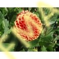 Dahlia