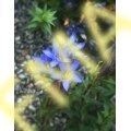 Blue Gentian