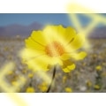 Desert Gold