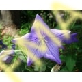 Eastern Blue Star