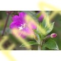 Epilobium