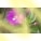 Epilobium
