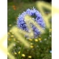 Gilia