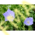 Harebell