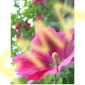 Hollyhock