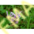 Dodecatheon