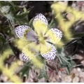 Langloisia