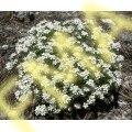 Linanthus