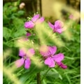 Lunaria