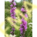 Lythrum