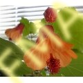 Maple Flower