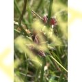 Marsh Cinquefoil