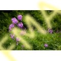 Marsh Phlox