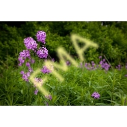 Marsh Phlox
