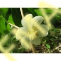 Mayapple