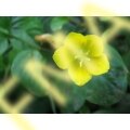 Moneywort