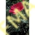 Musk Mallow
