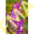 Orchid
