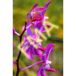Orchid