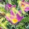 Pasque Flower