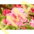 Peach Flower