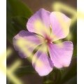 Periwinkle