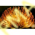 Pincushion Flower