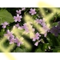 Pink Purslane