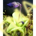 Pinguicula