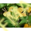 Porcupine Flower