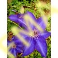 Purple  Clématis