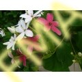 Rangoon Creeper